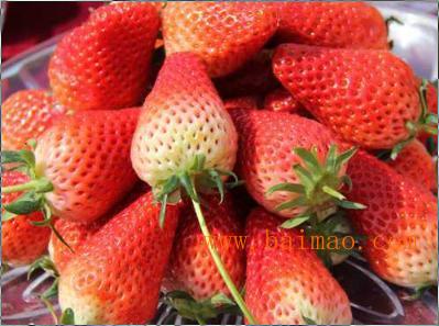 法兰地草莓苗介绍