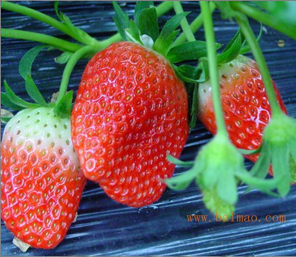 法兰地草莓苗介绍