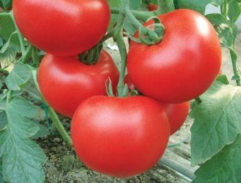 进口欧斯帝-高抗TY番茄种子--来自荷兰