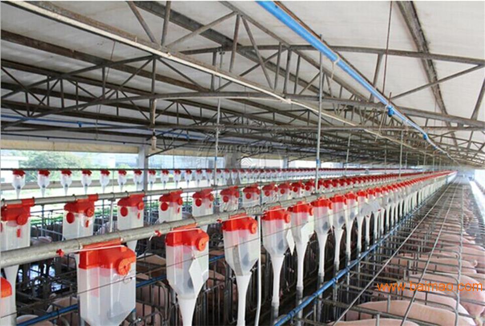 养猪料线 自动化养猪料线 山东德州正红农牧机械
