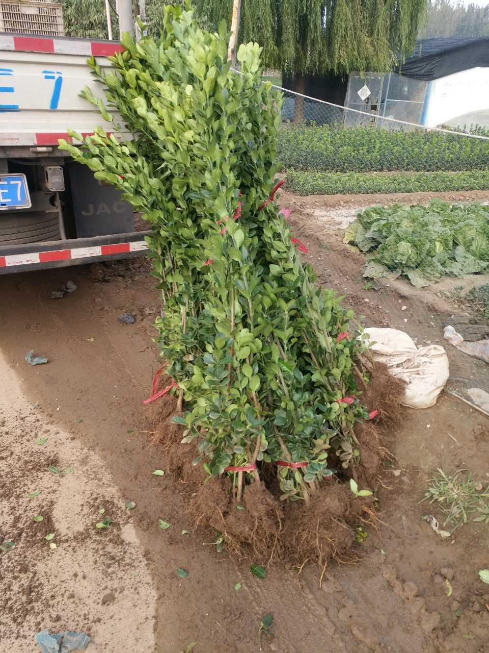 绿化苗木高度1.2米1.5米1.8米北海道黄杨