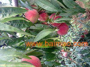 山东桃树品种