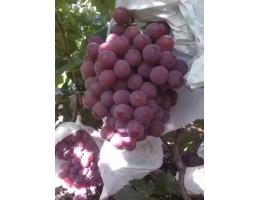 陕西阳光玫瑰葡萄种植产地阳光玫瑰葡萄批发**葡萄