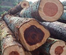 广州黄埔港木材进口报关公司，欧洲木材进口清关代理
