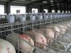 智能化养猪系统 喂猪料线 正红养殖设备厂量身定制