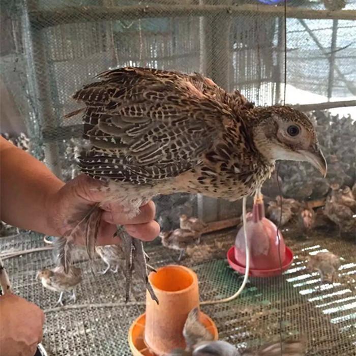 惠州野鸡养殖场-惠州野鸡苗孵化场
