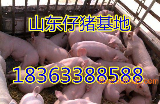 仔猪**10-60公斤三元仔猪低价供应批发