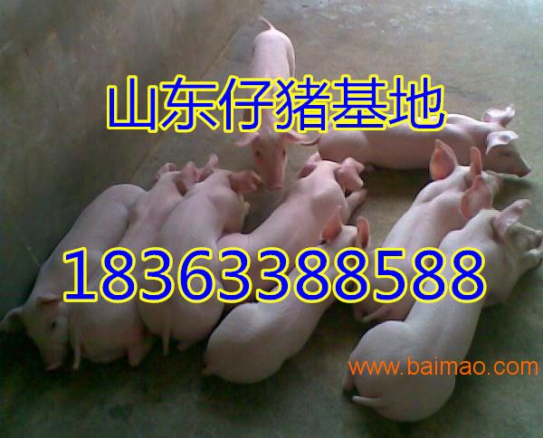 仔猪**10-60公斤三元仔猪低价供应批发