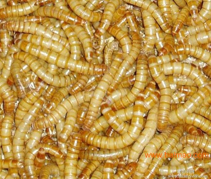 蝎子养殖场 山东蝎子养殖基地 蝎子养殖周期