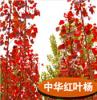 供应中华红中杨 速生彩叶 经济效益高 绿化树种