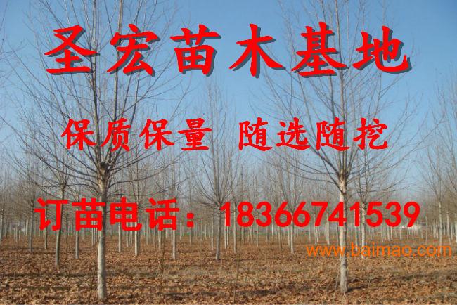 常年急售3.5米截杆裸根定杆法桐北京法桐价格