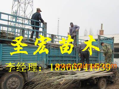 常年急售3.5米截杆裸根定杆法桐北京法桐价格