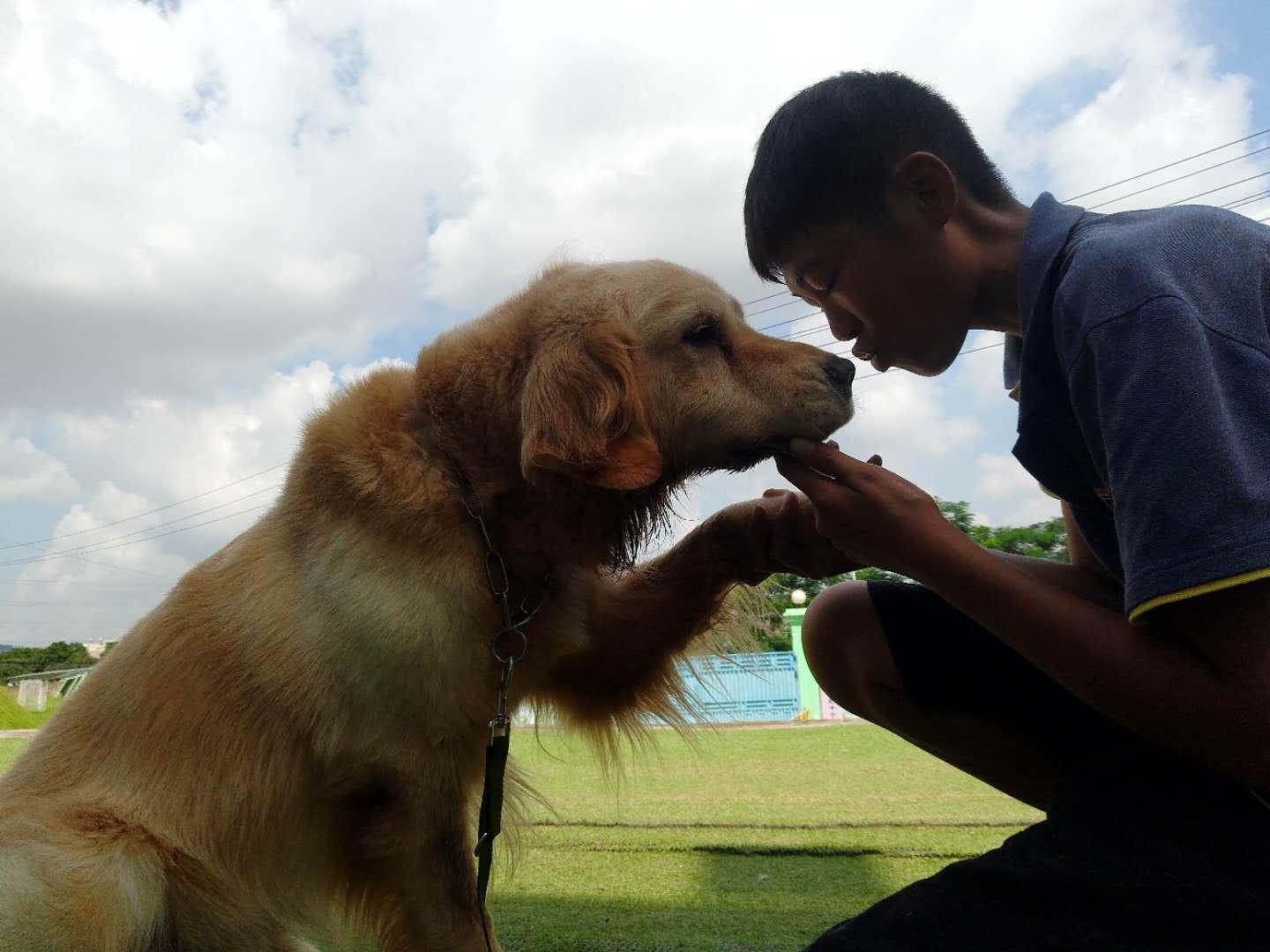 训犬 训狗 狗狗寄养狗狗美容(鹏城k9快乐训犬俱)厂家/批发/供应商