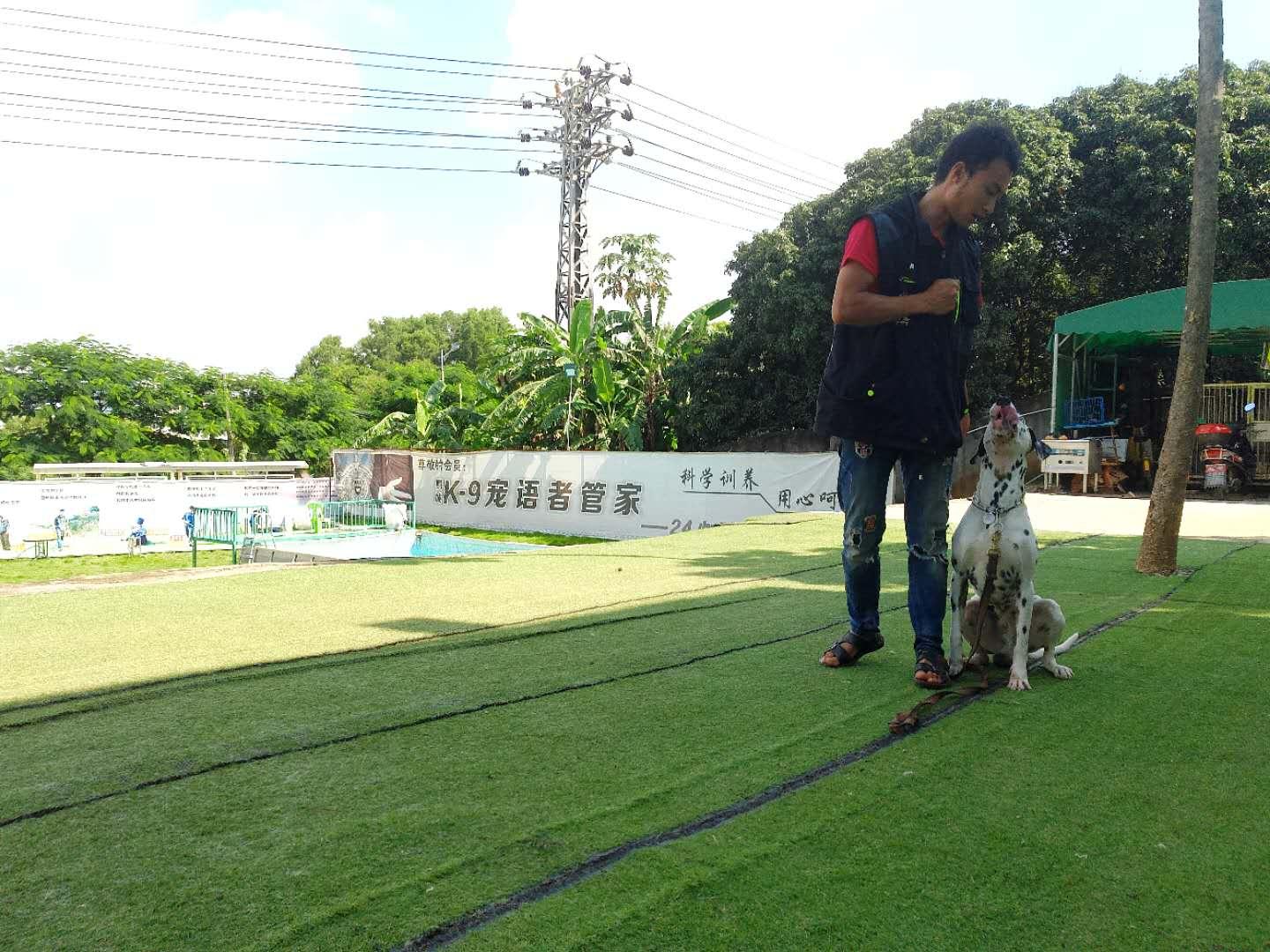 訓犬 訓狗 狗狗寄養狗狗美容(鵬城k9快樂訓犬俱)廠家/批發/供應商