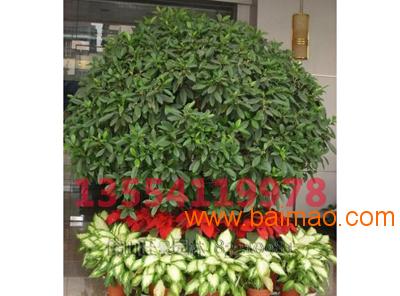 【荐】武汉**的单位植物租赁|襄阳办公室绿化植物