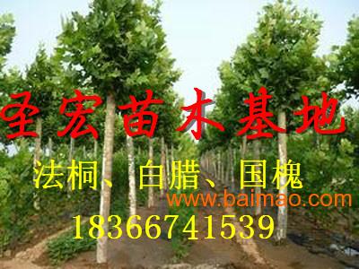 处理5公分法桐树种植技术|2014年山东东营法桐