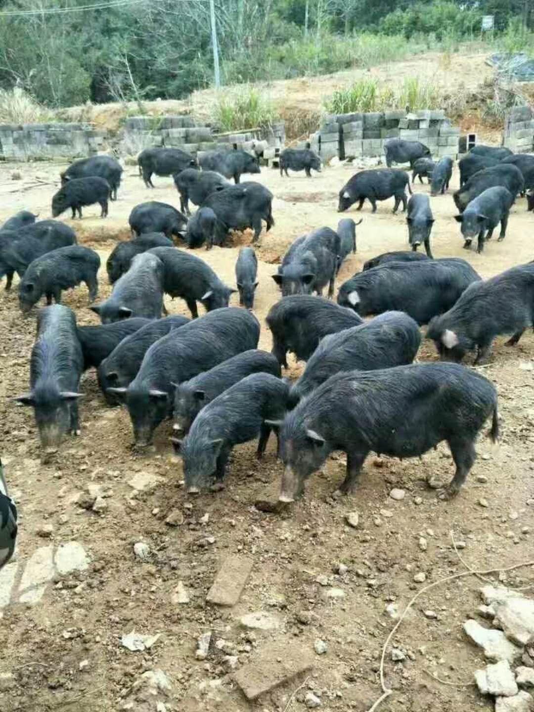 福建福州有没有大型养殖藏香猪