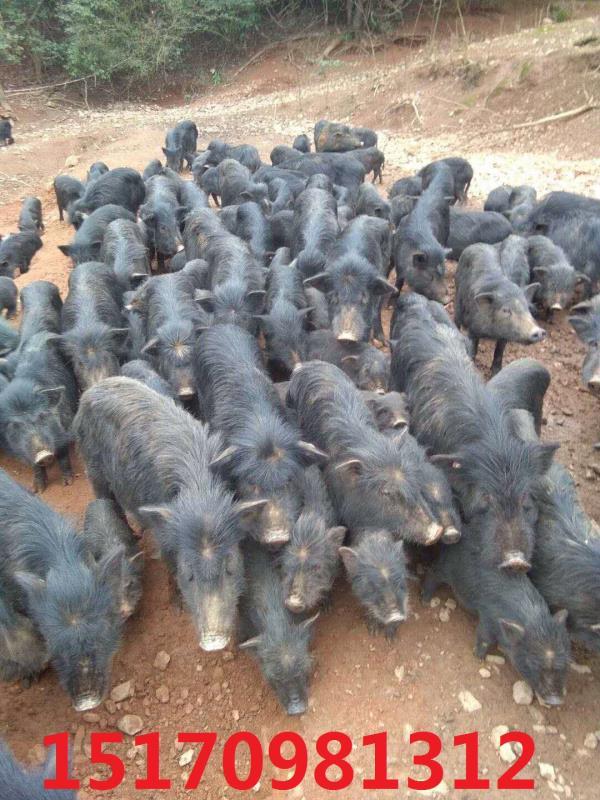 福建福州有没有大型养殖藏香猪
