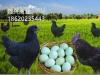 2019年绿壳蛋鸡苗价格，绿壳蛋鸡苗批发价格