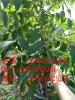 四川核桃树，成都核桃树品种，早实核桃苗种植