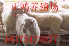 小尾寒羊种羊价格多少钱一斤