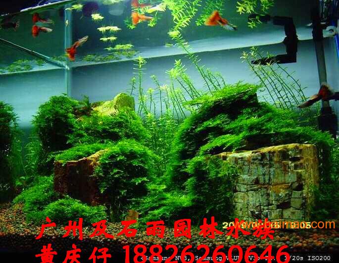 广州及石雨大量批发自然水族鱼缸造景石红千层石