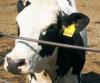 rfid畜牧业追溯管理系统 ，动物耳标