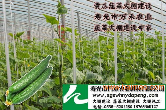 蔬菜种植托管-大棚技术托管-寿光市万禾农业