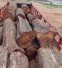 进口桃花芯（非洲桃花芯）原木 供应--海象木业
