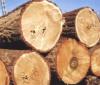 怎样才能更好的节约桧木进口物流的成本
