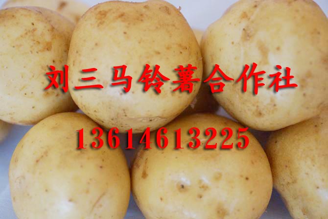 黑龙江土豆代收13614613225