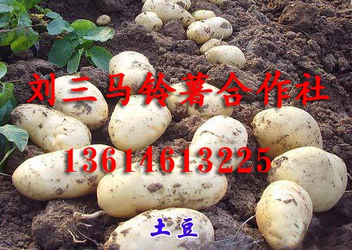 黑龙江土豆代收13614613225
