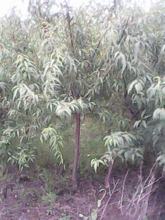 麻核桃树苗山西地径3-6厘米麻核桃树价格