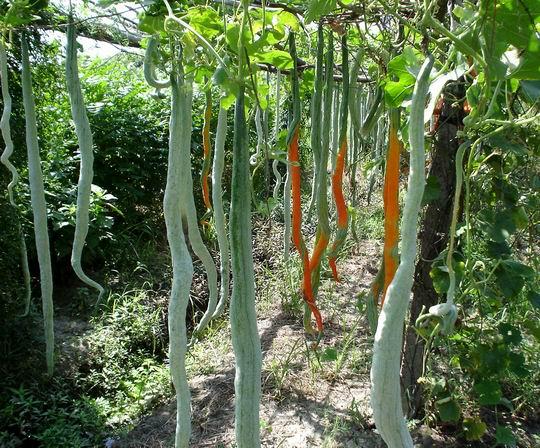 所属行业:蔬菜种子 发布时间:2012/07/20 产品描述: 蛇瓜别名蛇丝瓜