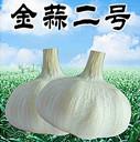 大蒜种子推销北京白皮大蒜种子厂家价格