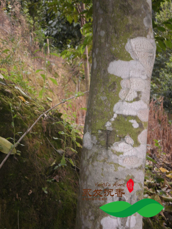 各种规格沉香树，沉香树苗供应哪里能买到沉香树