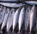 冷冻三文鱼价格 冷冻石斑鱼批发厂家 冷冻墨鱼供应商