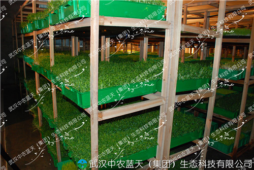 武汉中农蓝天有机芽苗菜种植技术招商加盟