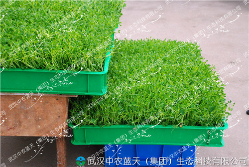 武汉中农蓝天有机芽苗菜种植技术招商加盟