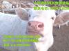 山西肉牛养殖前景忻州肉牛养殖业发展利润分析报告