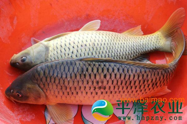 鲤鱼养殖饲料配方 鲤鱼饲料配方表配料详细
