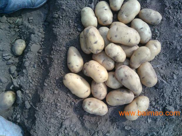 土豆种子价格