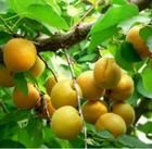 陕西金太阳杏子凯特杏批发价格丰园红杏产地行情油桃