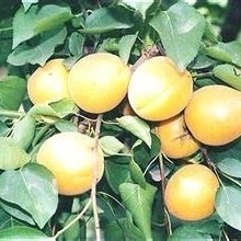 陕西金太阳杏批发价格丰园红杏子种植**凯特杏产地