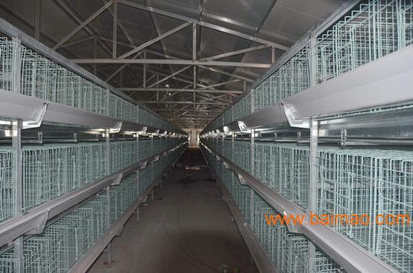 自动化鸡笼养鸡设备厂 阶梯式蛋鸡笼 层叠式上料机
