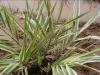 山东水生植物|高质量的花叶芦竹出售