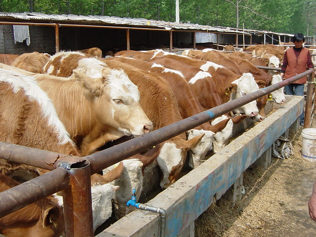 西门塔尔牛大型肉牛养殖场出售肉牛犊改良牛小牛犊