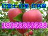 山东红富士苹果产地大量**低价供应 红富士苹果批发