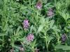 紫花苜蓿种子报价，哪里能买到实惠的紫花苜蓿种子