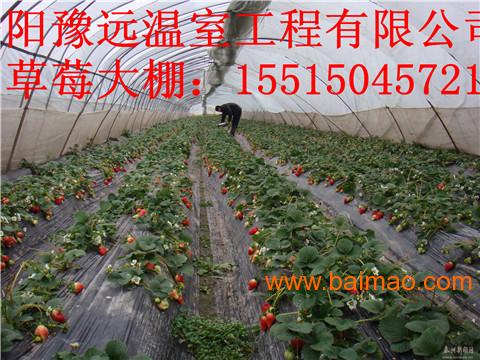 许昌草莓温室大棚加工草莓温室大棚供应
